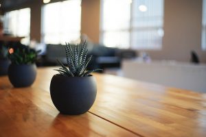 plant-on-table